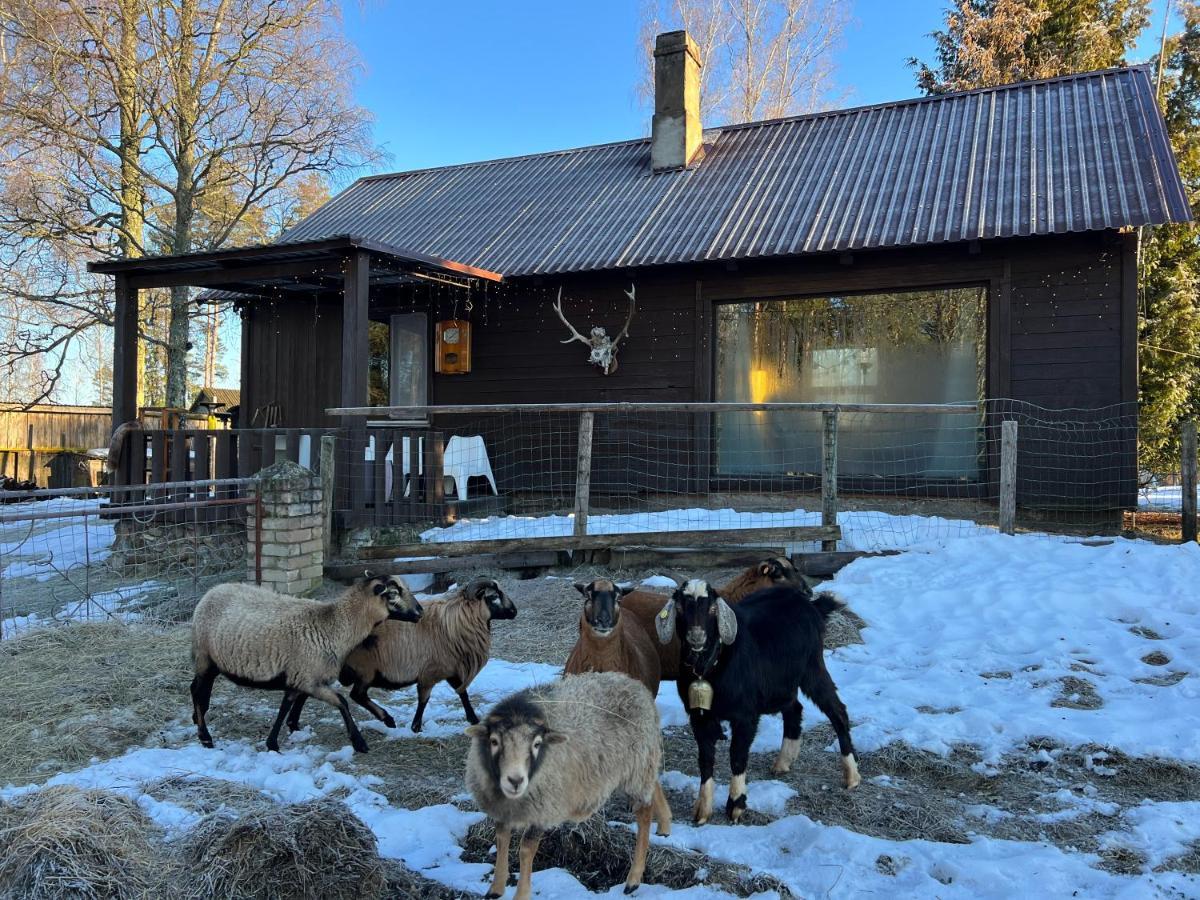 Private Farm Jakuzzi Sauna In The Forest Talsi Bagian luar foto